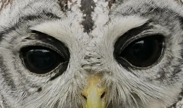 owl eyes pets