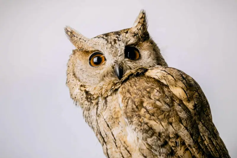 owl picture elegant closeup 