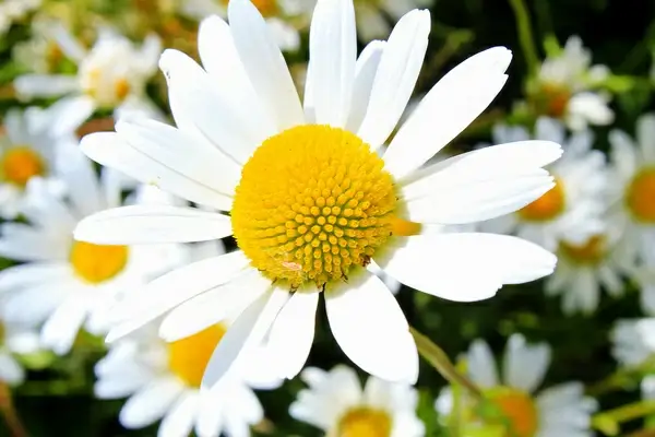 ox eye daisy