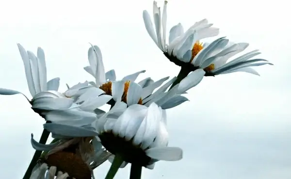 ox eyed daisys flowers nature