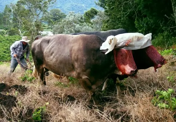 oxen plowing 2