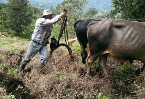 oxen plowing 3