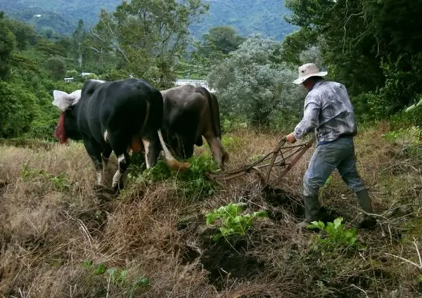 oxen plowing 4