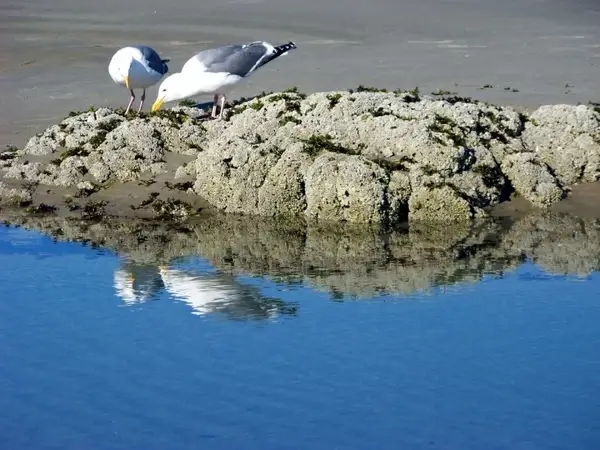 pair of seagulls