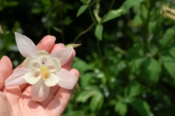pale pink flower