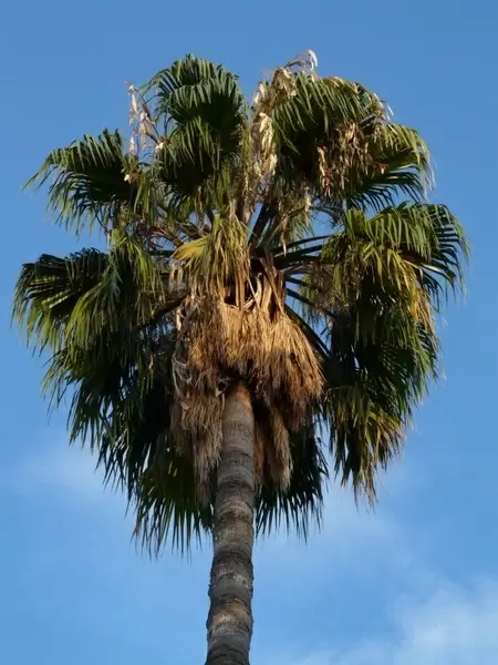 palm date palm phoenix palm