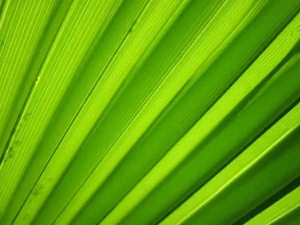 palm leaf detail