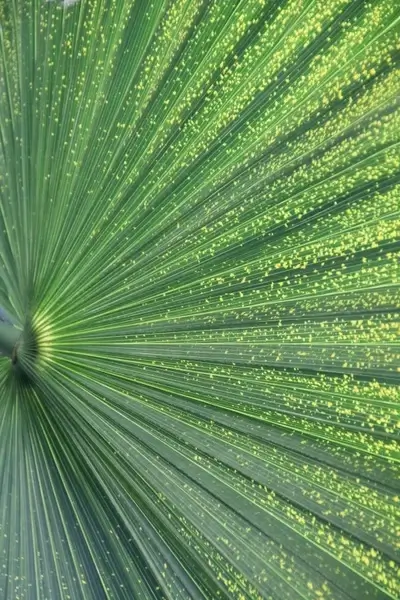 palm leaf plant green