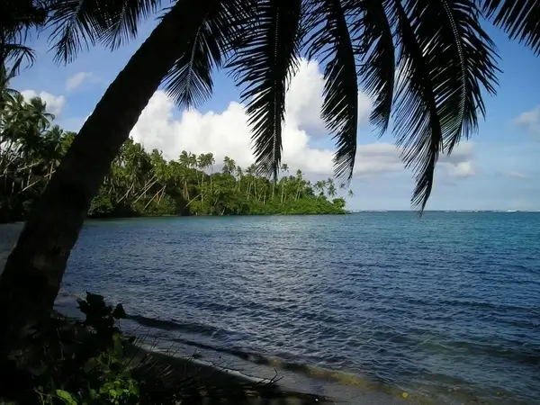palm sea beach