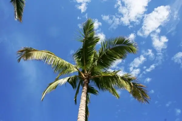palm tree and clouds