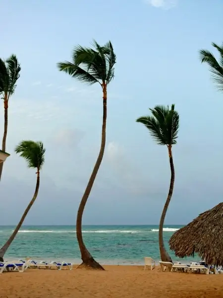 palm tree beach