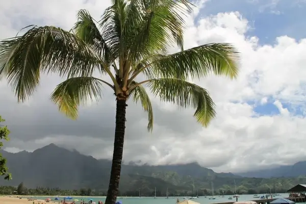 palm tree in tropical bay