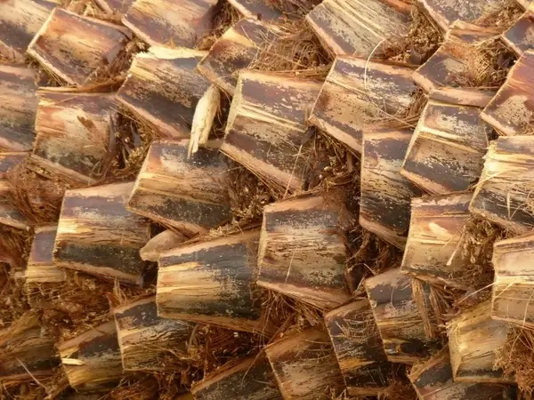 palm tree root palm wood