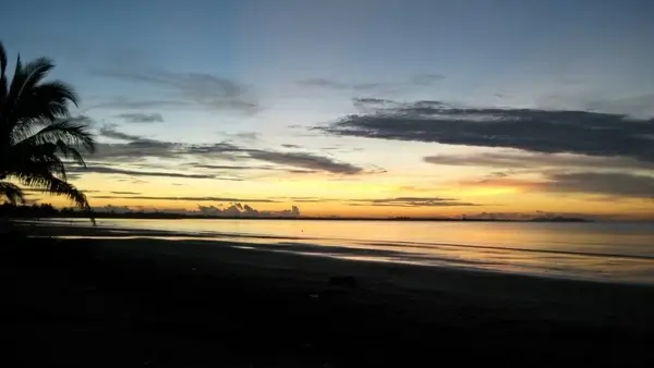 palm tree silhouette on beach sunset