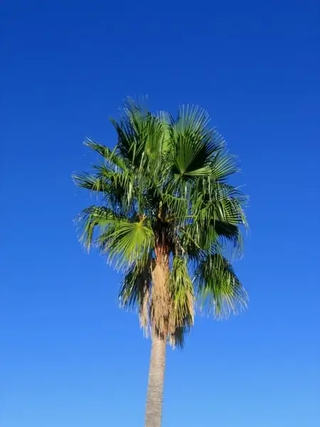 palm tree spain