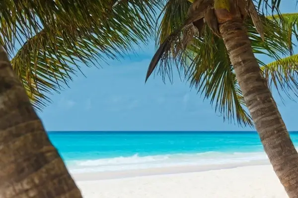 palm trees and beach 