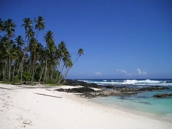 palm trees beach beautiful beach