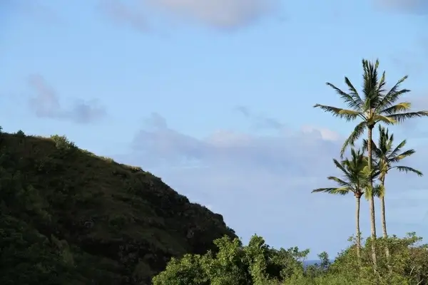 palm trees next to hill