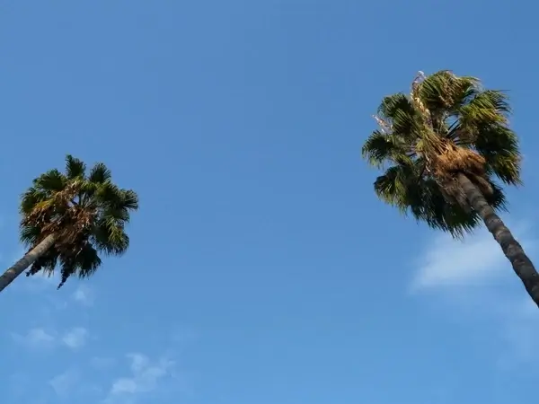 palm trees tree sky