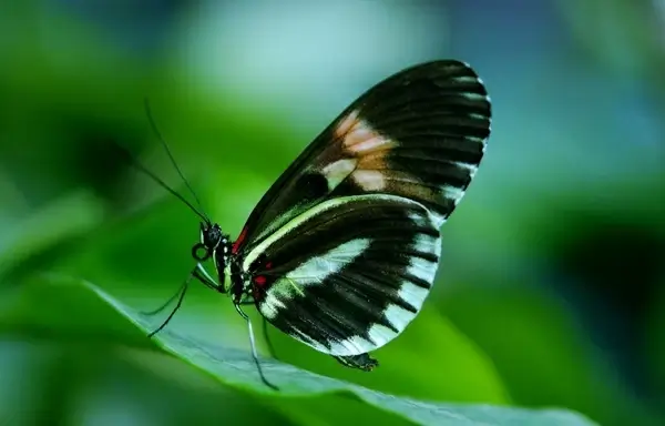 papilio rumanzovia butterfly