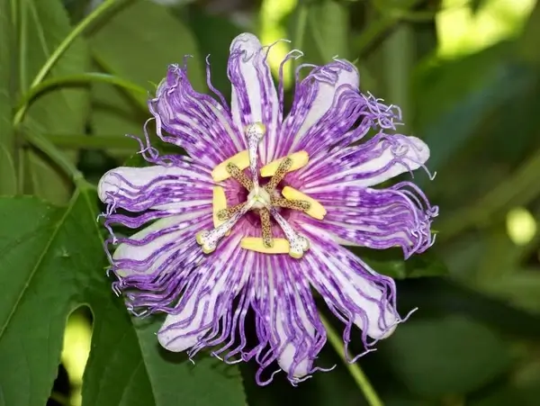 passiflora passion flowers passion vines