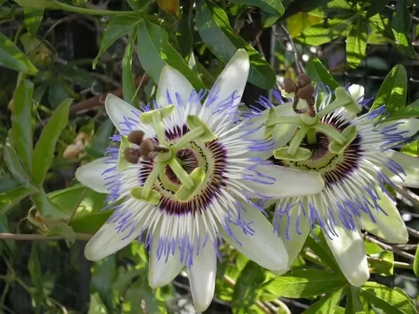 passion flower