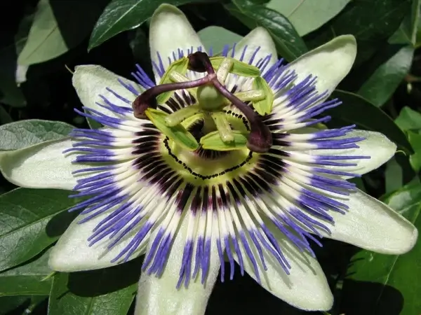 passion flower
