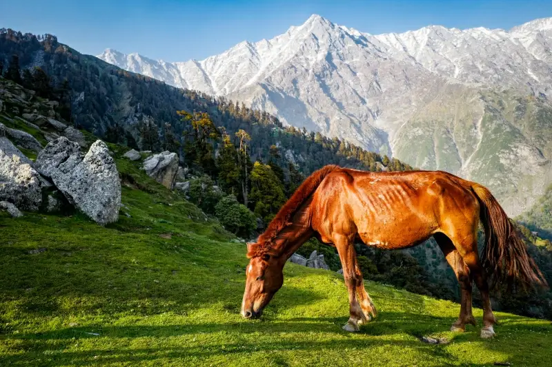 pasture scene picture grazing horse mountain scene 