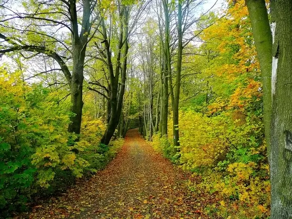 path in the woods