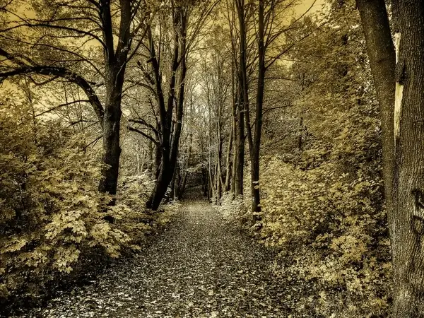 path in the woods