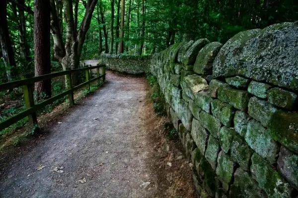 path in woods