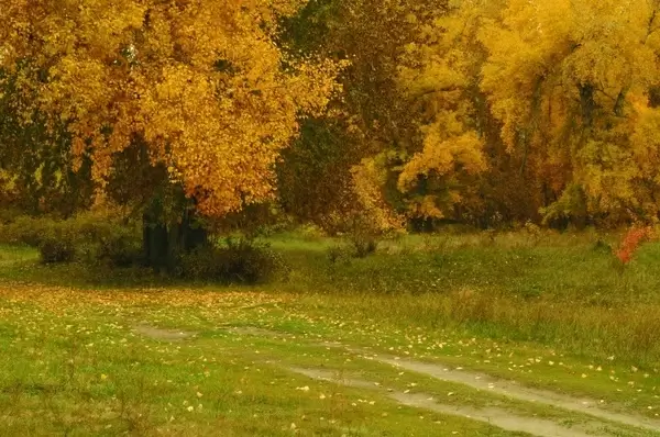 pathway in the autumn forest