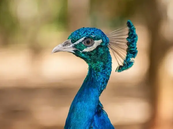 pavo cristatus peacock