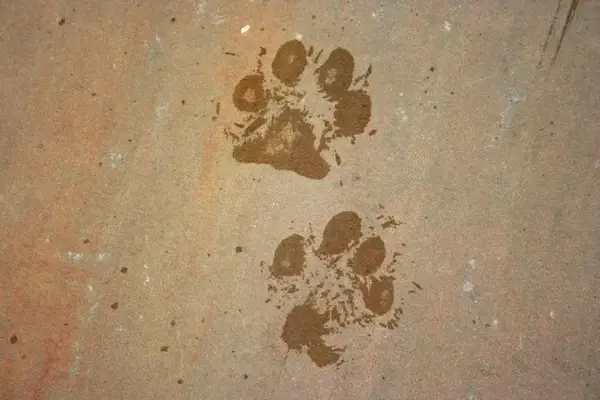 paw prints