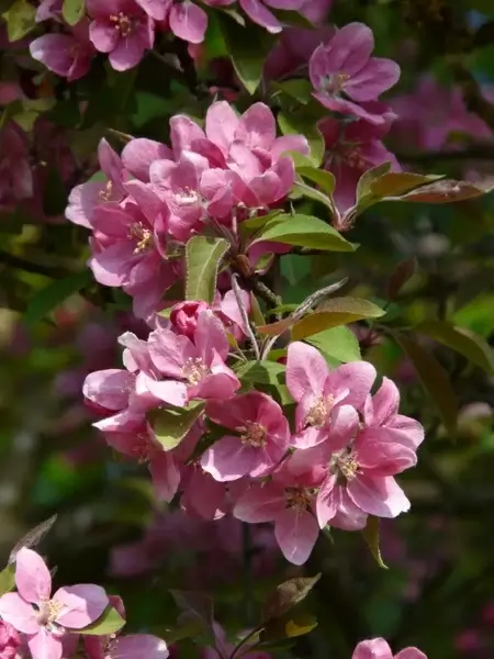 peach tree peach-tree blossom bloom