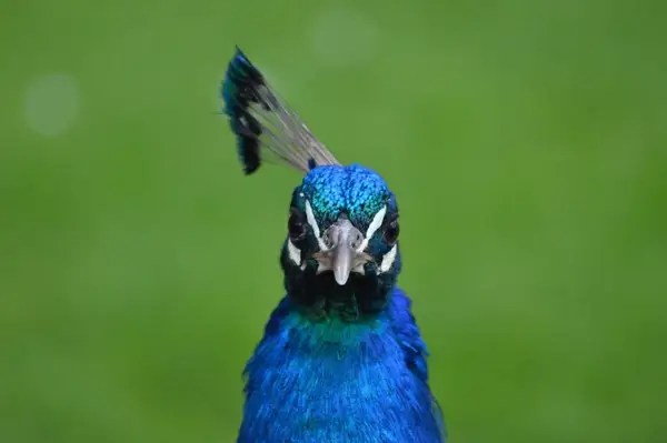 peacock