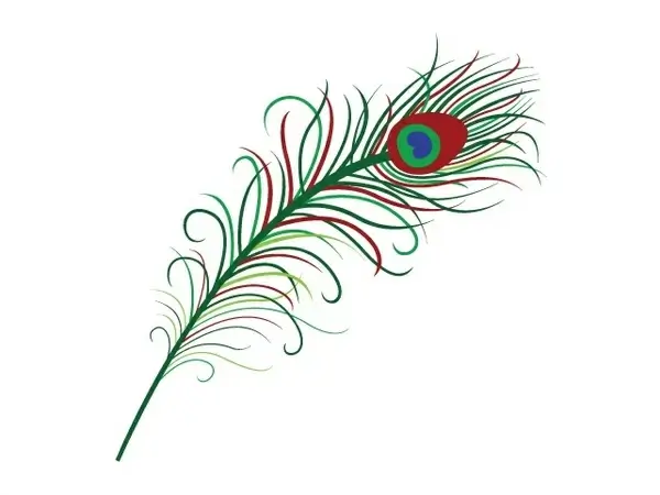 peacock feather vector illustration with color style