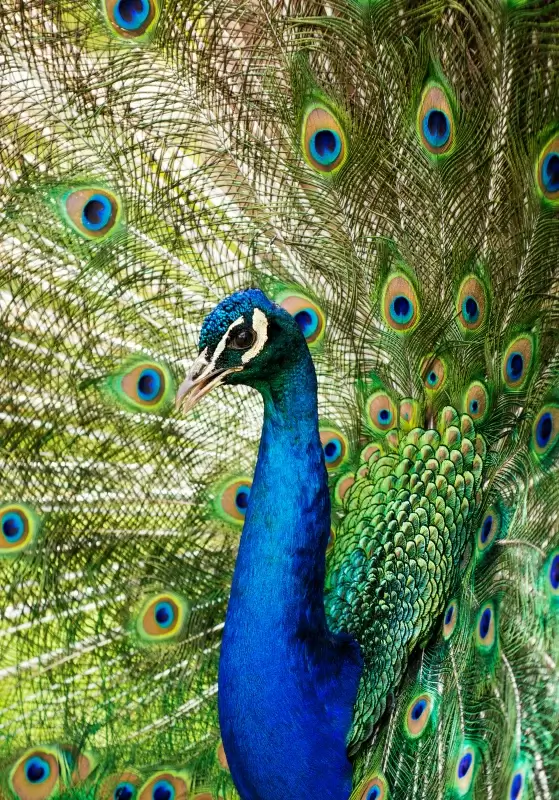  peacock picture gorgeous feathers closeup 