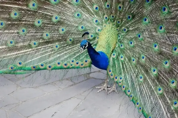 peacock showing feathers