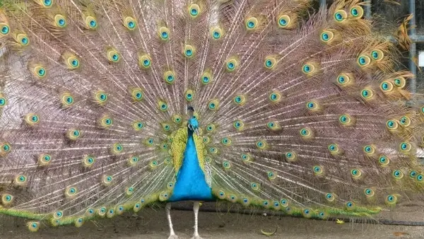 peacock wheel color