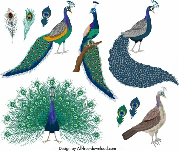 peacocks icons collection colorful feathers decor