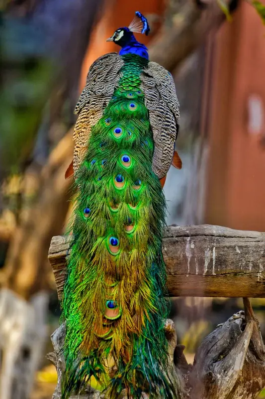 peafowl picture elegant gorgeous tail 
