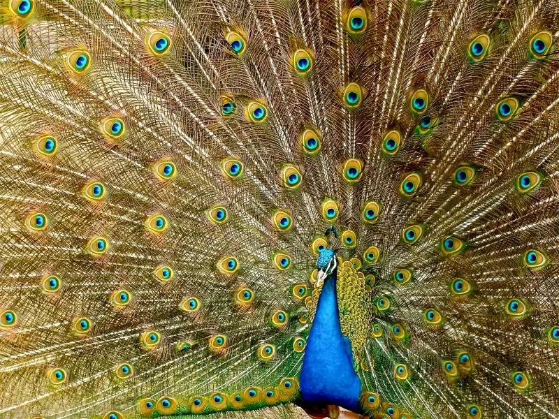 peafowl picture elegant gorgeous tail