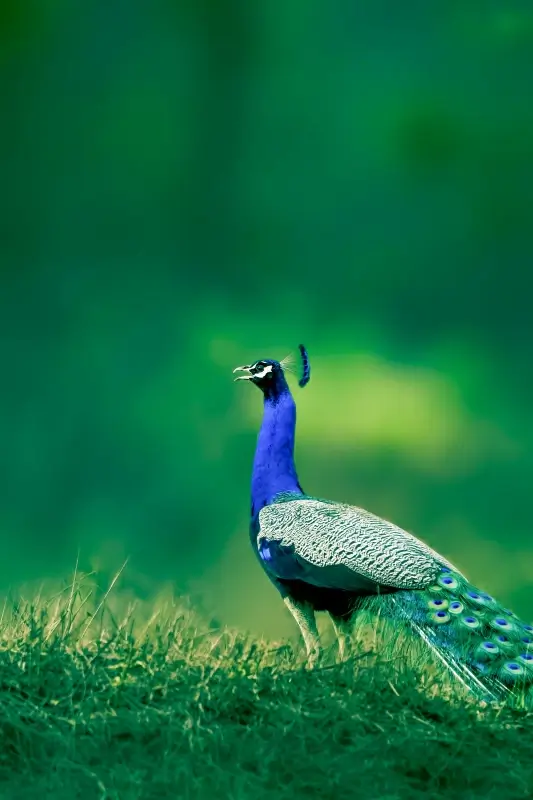 peafowl scene picture elegant modern realistic