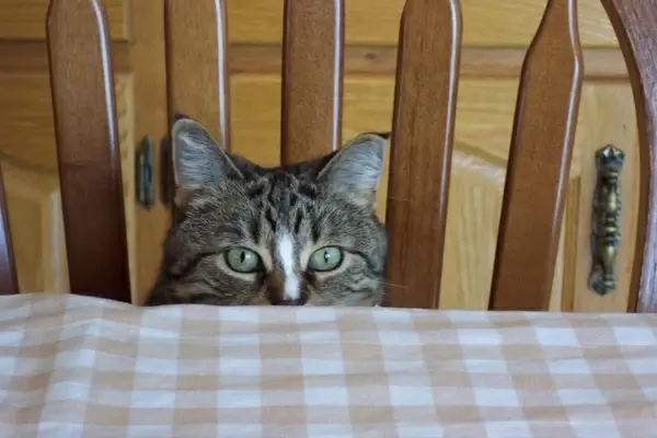 peek a boo cat039s eyes