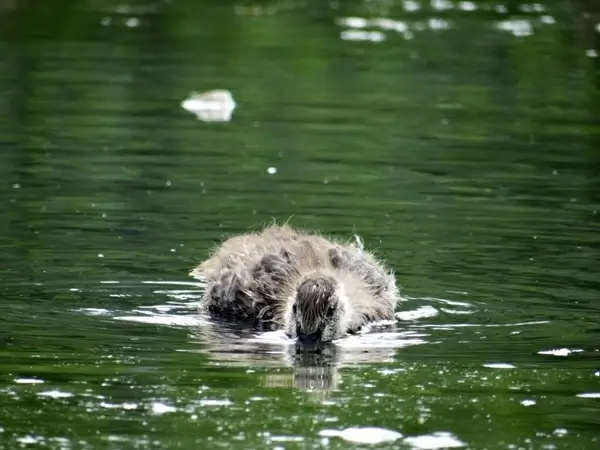 peekaboo duckling