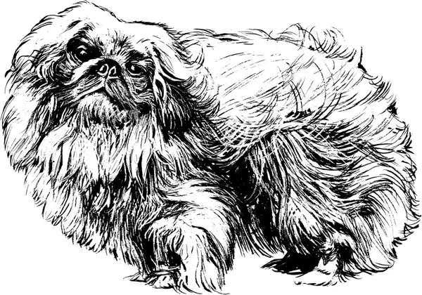 pekingese