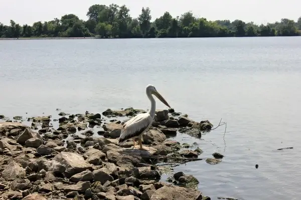 pelican at horseshoe lake state park illinois
