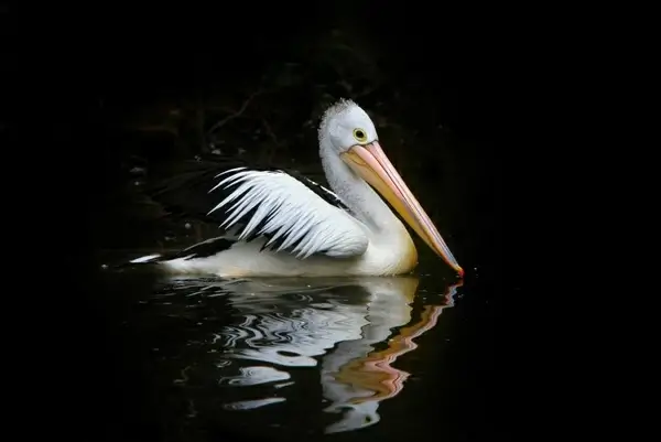 pelican bird sea birds
