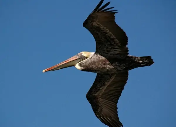 pelican flying